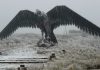 Videos: el frío polar hizo nevar en la provincia de Buenos Aires y en varias zonas del interior del país