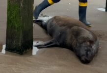 Encontraron un lobo marino con un disparo bajo el muelle de Santa Teresita y murió tras agonizar durante días